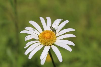 Close-up of honey bee on flower