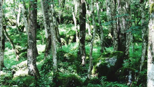 Trees in forest