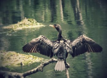 Birds in calm water