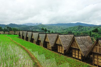 Rice paddy field with a traditional granary  of sundanese people called 'leuit'