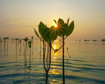 Plant by sea against sky during sunset