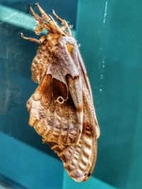 Close-up of butterfly