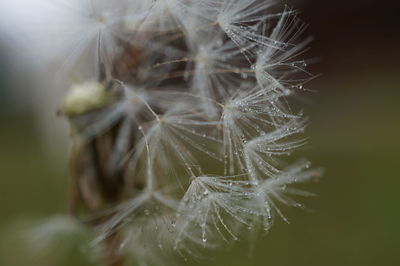 Close-up of dandelion on plant