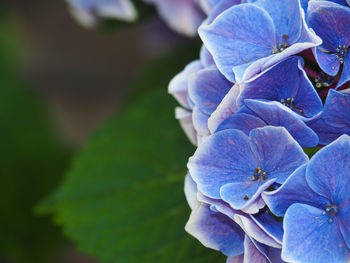 Close-up of purple hydrangea flower