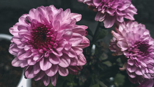 Close-up of pink dahlia flowers