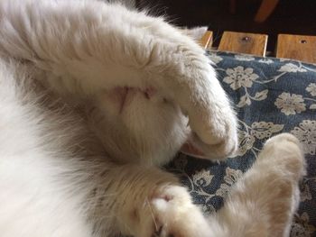 Close-up of cat resting at home