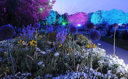 Purple flowering plants in garden