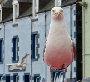 Close-up of bird perching outdoors