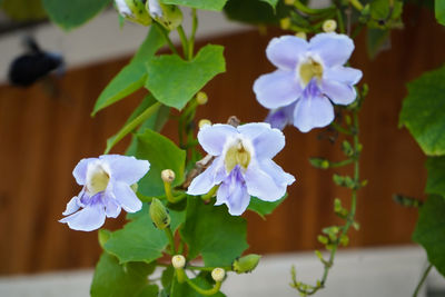 Close-up of purple flowering plant