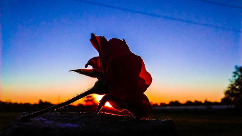 Close-up of silhouette horse against sky at sunset