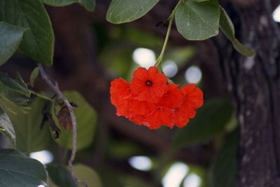 Close up of red flower