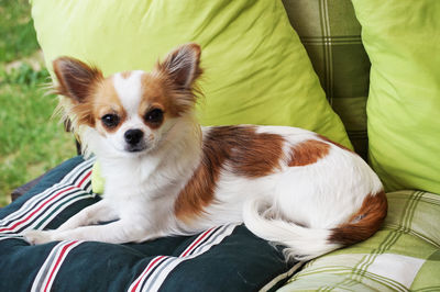 Portrait of dog relaxing on bed