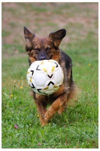 Dog standing on grassy field