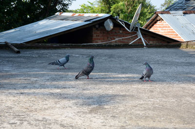 Birds perching on a building