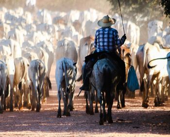 Cowboy riding on horse with herd of cows