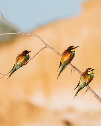 Low angle view of bird perching on branch