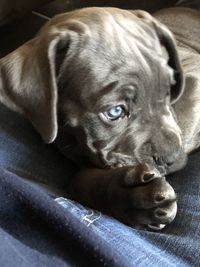 Close-up portrait of a dog