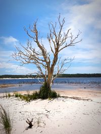 Bare tree on beach against sky