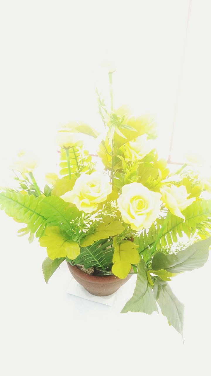 plant, freshness, flower, leaf, flowering plant, plant part, indoors, beauty in nature, close-up, nature, white background, green color, studio shot, no people, flower head, fragility, vulnerability, inflorescence, copy space, yellow, flower arrangement, bouquet