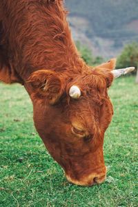 Cow in a field