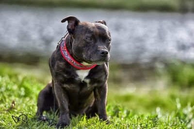 Dog looking away while sitting on grass