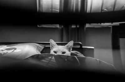 Cat relaxing on bed