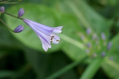 Close-up of purple flower