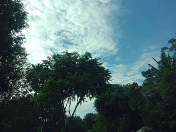 Low angle view of trees against sky