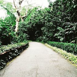 Narrow footpath along trees