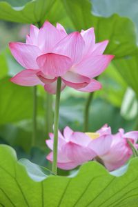 Close-up of pink water lily