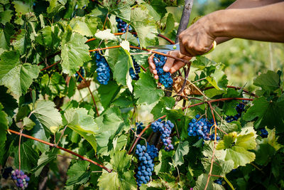 Person harvesting grapes