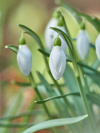 Close-up of white flowering plant