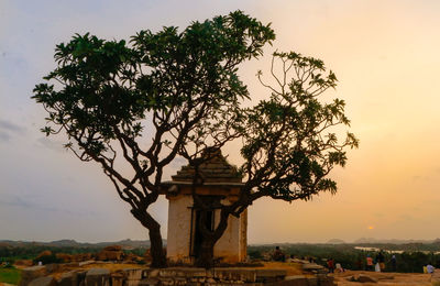 Tree against sky at sunset