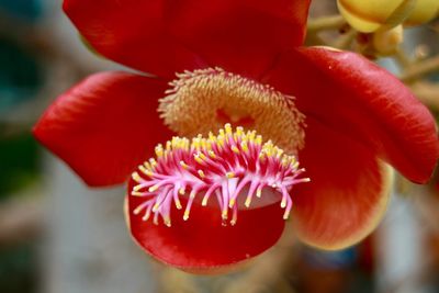 Close-up of red flower