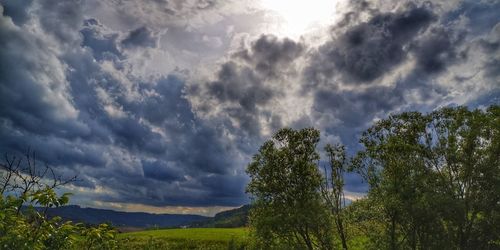 Low angle view of trees on field against sky
