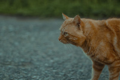 Close-up of a cat