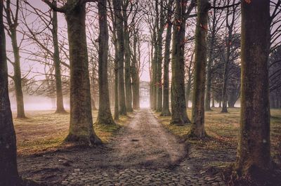 Trees in forest