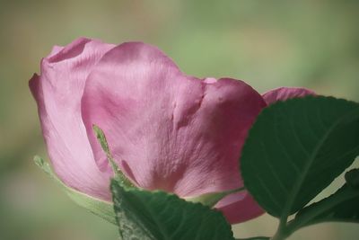 Close-up of pink rose flower