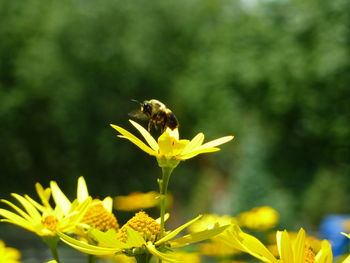 Close-up of bee on yellow flower