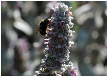 Close-up of bee on flower