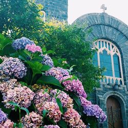 Low angle view of flowers in building