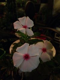 Close-up of flowers blooming outdoors