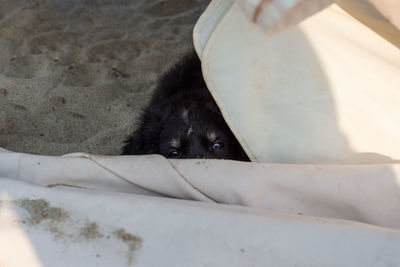 High angle view of a dog