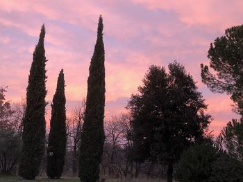 Trees against sky during sunset