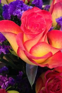 Close-up of pink rose