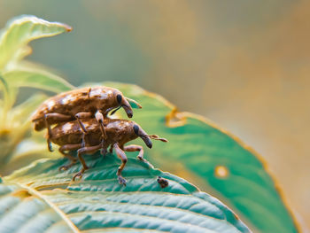 Close-up of insect on flower