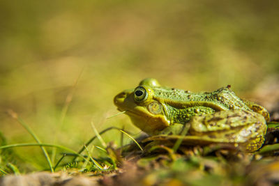 Close-up of frog on leaf