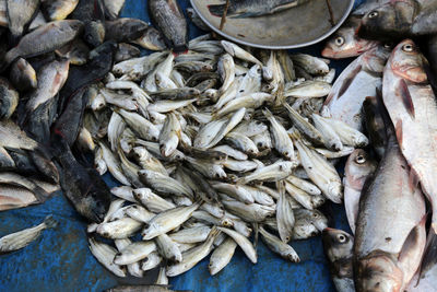 Man sells fish at fish market in kumrokhali, west bengal, india