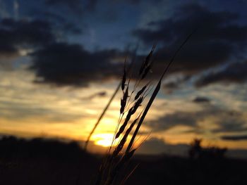 Close-up of silhouette grass against sky during sunset