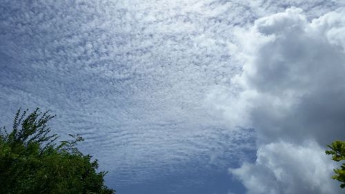 Low angle view of trees against sky